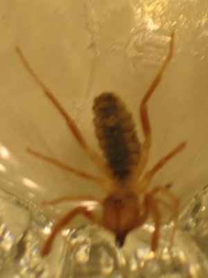 Camel Spider Eating Lizard